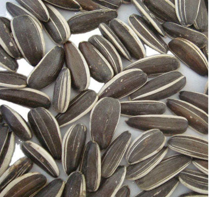 شراء بذور المزارع المشمسة مفتاح نجاحك في السوق الزراعية التنافسية online manufacture