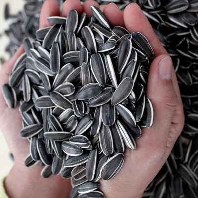 شراء تحديث لعبة B2B الخاص بك مع بذور عباد الشمس 3668 online manufacture