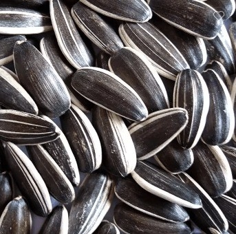 شراء الوفاء بمتطلبات العملاء بكفاءة مع Sunshine Grove Kernels online manufacture
