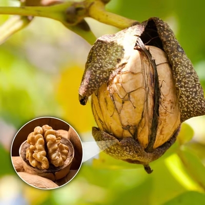 شراء أدنى سعر بالجملة السعر المصنع شينجيانغ شينغفو الجوز المغسل وغير المغسل online manufacture