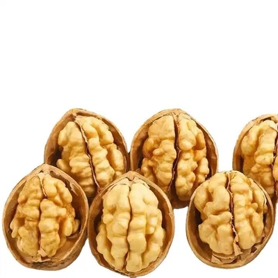 البيع الساخن في أمازون بيع مباشر من المصنع 185/33/xin2/xingfu الجوز والجوز النباتات بأفضل نوعية