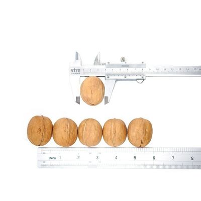 أمازون بيع ساخن الجودة العالية أفضل سعر بيع بالجملة مصنع شينجيانغ جلد رقيق 185 جوز 32mm+
