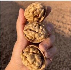 الاسم